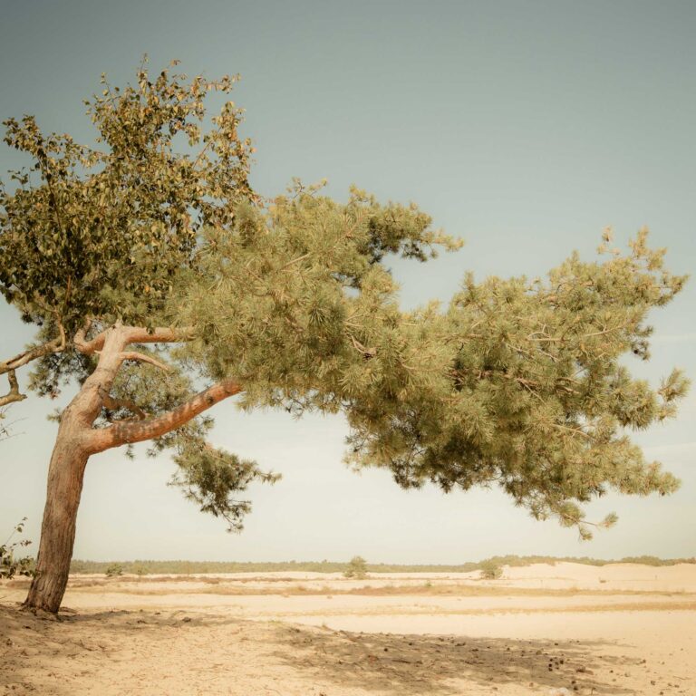 NP Loonse en Drunense Duinen - Nederland