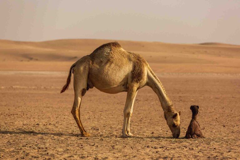 Dubai - Verenigde Arabische Emiraten