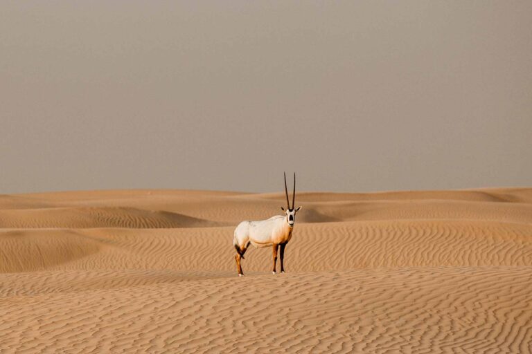 Dubai - Verenigde Arabische Emiraten