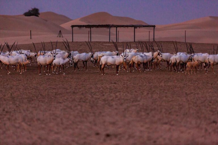 Dubai - Verenigde Arabische Emiraten