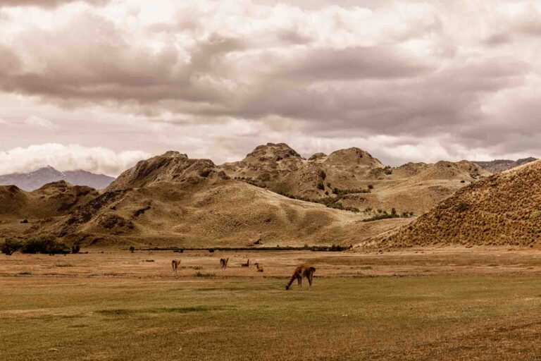 NP Pumalin-Guanaco -Chili