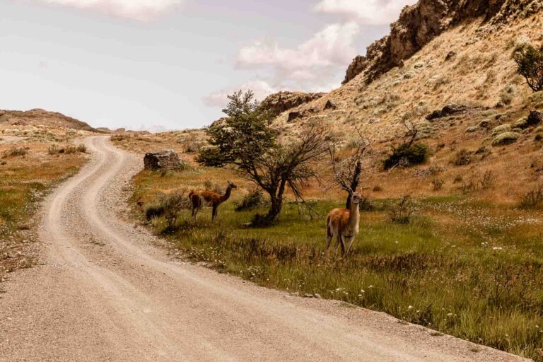 NP Pumalin-Guanaco -Chili