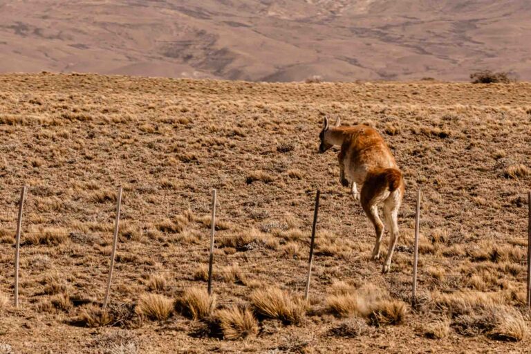 Guanaco - Patagonië