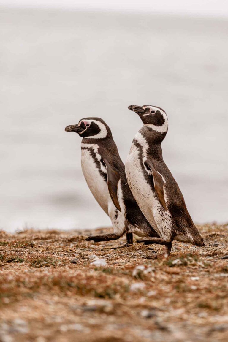 Isla Magdalena- Patagonië