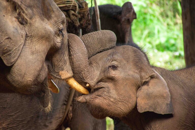 Lisa Lodge - Thailand